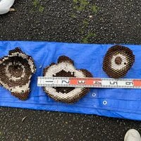 画像1480：松阪市愛宕町にてトタン張り替え