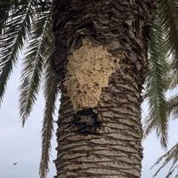 画像1488：松阪市愛宕町にてトタン張り替え