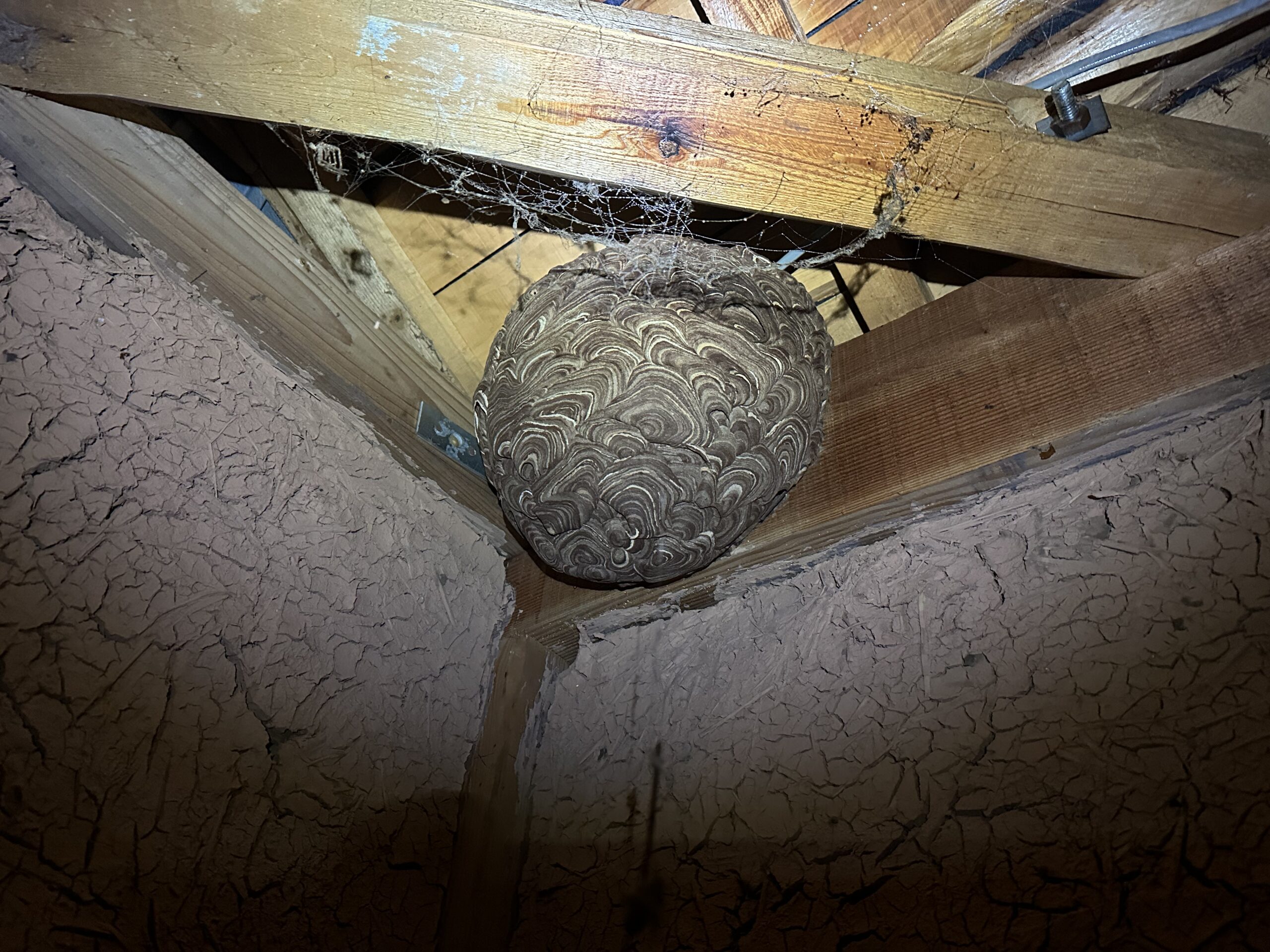 屋根裏の蜂の巣